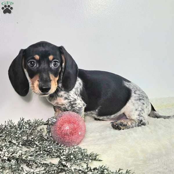 Skye, Dachshund Puppy